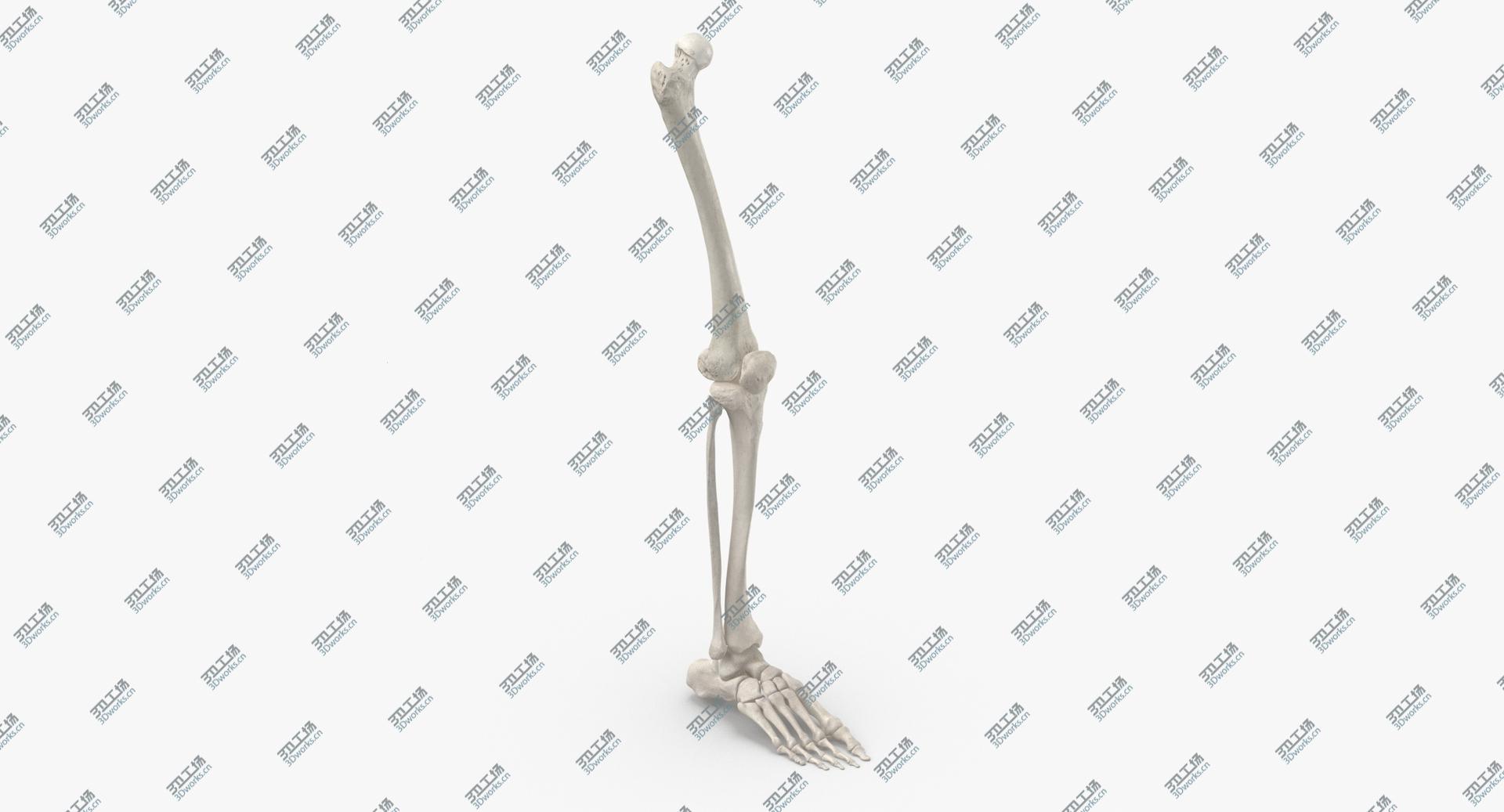 images/goods_img/202104021/3D model Real Human Leg Bones Anatomy 01 White/2.jpg